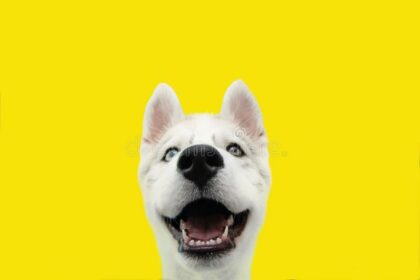 happy-husky-puppy-dog-smiling-isolated-colored-yellow-background-207530128